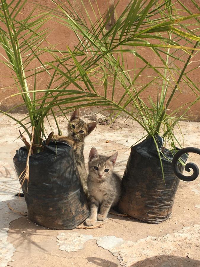 Casa Medina Marrakech Vandrehjem Marrakesh Eksteriør billede